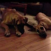 Dana Overstreet's photo
