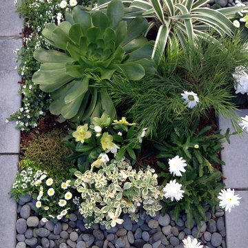 Contemporary garden