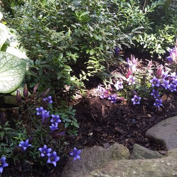 Cobble Hill Backyard