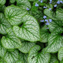 CT - GARDEN  - SHADE
