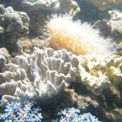Fresh water and marine fish - Products