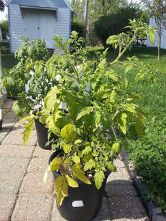 Tomato Plant leaves yellowing from the bottom up | Houzz Forum