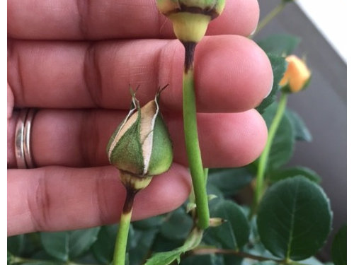what is buds