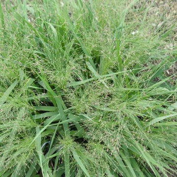 Eragrostis spectabilis