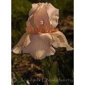 Ca Guerrette's photo