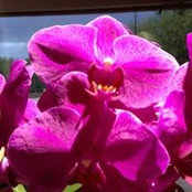 Connie Morrells billede