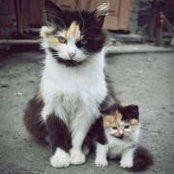 Cathie Lang's photo