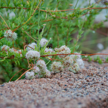 California Buckwheat