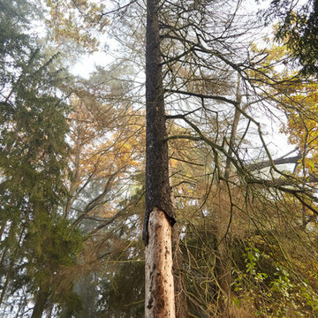 4 Signs It Might Be Time To Remove Your Tree