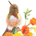 Allison Richter Wildlife Studio - Original Fine Art Hummingbird "Blooming-dale" in Color Pencil - Original Fine Art Hummingbird "Blooming-dale" in Color Pencil