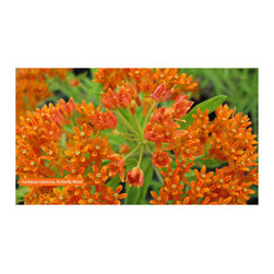 Native Plants - Products