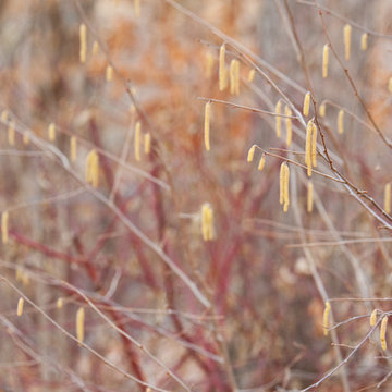 Corylus americana
