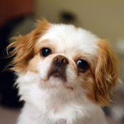 Wilson Chius foto