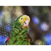 Laurie Puglia's photo