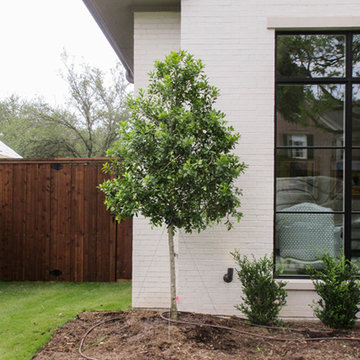 Tree Form Eagleston Holly