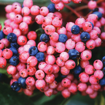 Brandywine™ Viburnum