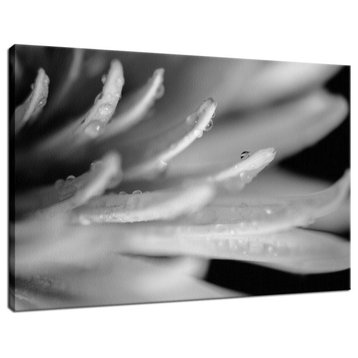 Droplets on Petals Floral Nature Photography Canvas Wall Art Print, 24" X 36"