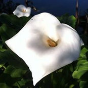Mary Lawson's photo