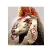 Trico Teuses billede