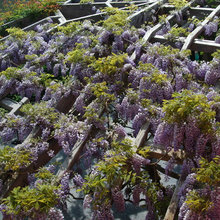 Main Street Gardens