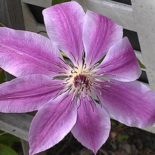 Clemetis
