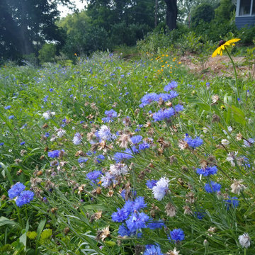 Norwich VT Orchard