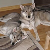 Catori Tamaskan's photo