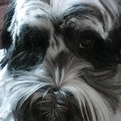 Dawn Williams's photo