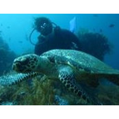 Inge Wibowo's photo