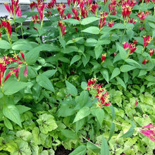 Chesapeake native plants