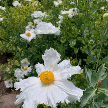 Front garden redo faves