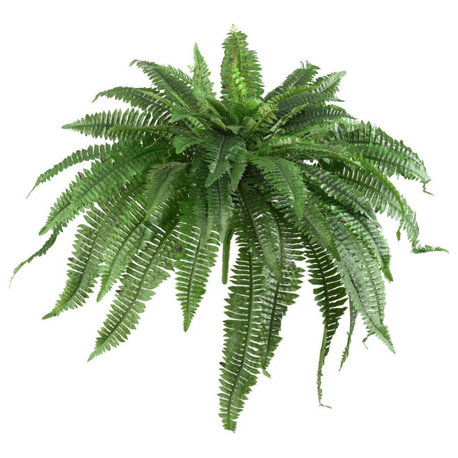 48" Boston Fern, Set Of 2