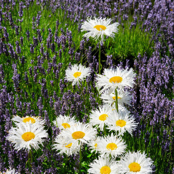 Lavender Drive, Planting, Essex