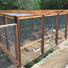 Chickens