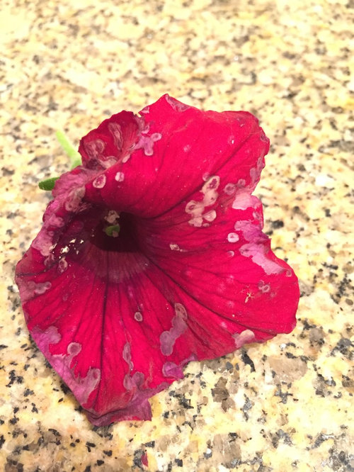 Is this fungus on my petunia?