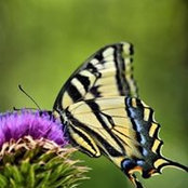 Cindy Cannon's photo