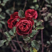 Foto de Adil Safiya

