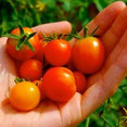 HomeHarvest - Edible Landscapes and Construction's profile photo
