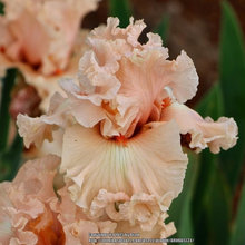 Iris 2019 Mid America