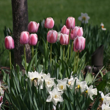 Tulips and Daffodils
