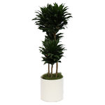Scape Supply - Live 3' Janet Craig Compacta Package, White - This variety of Janet Craig is called a 'Compacta' due to it's small compact layering of leaves.  The heads have a resemblance of the tops of pineapples and are very easy to maintain.  This plant comes in a 12 inch professional plastic planter and stands 3 foot tall.  It is elegant and fits nicely in any space.