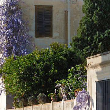 Glicine/Wisteria