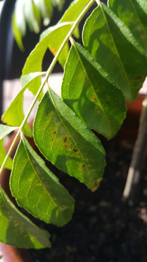 Brown spots in Curry Leaf Plant (Murraya Koenigii) Please help!