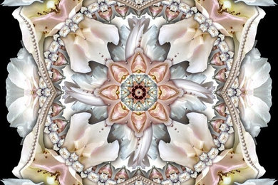 Rose Frills in Four