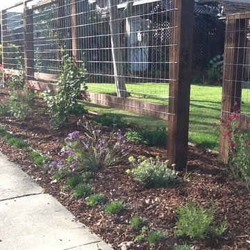 Native Garden on the CNPS Garden Tour