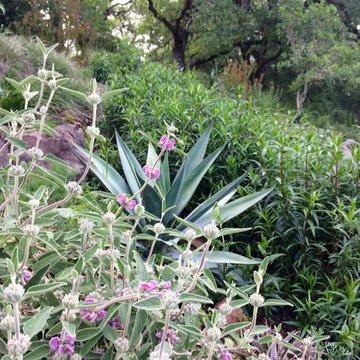 Sonoma County Garden
