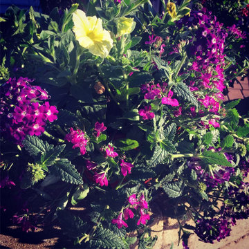 Annual Containers
