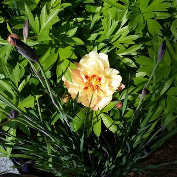 Newport Samurai Garden/ Tree Peony and Iris