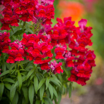 Flower Close-up
