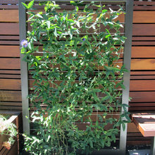 Passion Fruit Wall